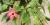 Hibiscus rosa-sinensis 'Cooperi'