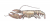Homarus americanus