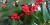 Common winterberry