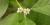 Common winterberry