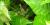 Herbe à la puce (Toxicodendron radicans) - Floraison