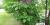 Poison ivy (Toxicodendron radicans) - Climbing form