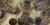 Apis mellifera (ouvrière) dans son nid