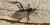 Coreidae