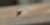 Bombyle