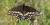 Papilio polyxenes