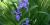 Iris versicolore, l'emblème floral du Québec