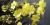 Jasminum nudiflorum 'Nanum'