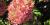 Hydrangea paniculata 'Mega Pearl'