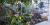 Begonias and Gesneriads Greenhouse