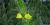Oenothera biennis
