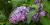 Lila (Syringa vulgaris 'Kosmos')