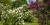 Collection de lilas (Syringa sp.)