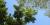 Juglans cinerea