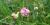 Lathyrus latifolius