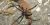 Latrodectus hesperus, female - western black widow