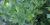 Levisticum officinale