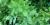 Levisticum officinale