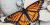 Limenitis archippus 