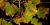 Maple leaf affected by anthracnose disease.