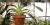 Angraecum sesquipedale (monopodial)