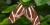 Two longwings butterflies