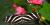 Longwings butterfly