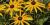 Rudbeckia fulgida var. sullivantii 'Goldsturm'