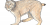 Lynx canadensis
