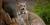 Lynx canadensis
