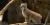 Trois chatons lynx à voir au Biodôme