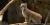 Three lynx kittens to see at the Biodôme