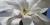 Magnolia stellata 'Royal Star'