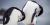 Two chinstrap penguins