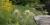 Mingan Thistle (Cirsium scariosum var. scariosum)