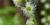 Mitella diphylla