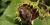 Moineau sur un tournesol