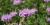 Monarde fistuleuse