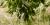 Malus prunifolia et Miscanthus sacchariflorus