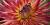 Dahlia sp.