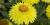Xerochrysum bracteatum ‘Strawbust Yellow’