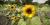 Helianthus cv.