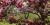 Malus sp.