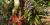 Tropical Rainforest Greenhouse