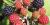 Rubus sp.