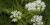 Sweet cicely