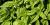 Ocimum basilicum 'Nuphar'