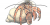 Pagurus sp.