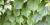 Parthenocissus tricuspidata