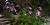Penstemon hirsutus